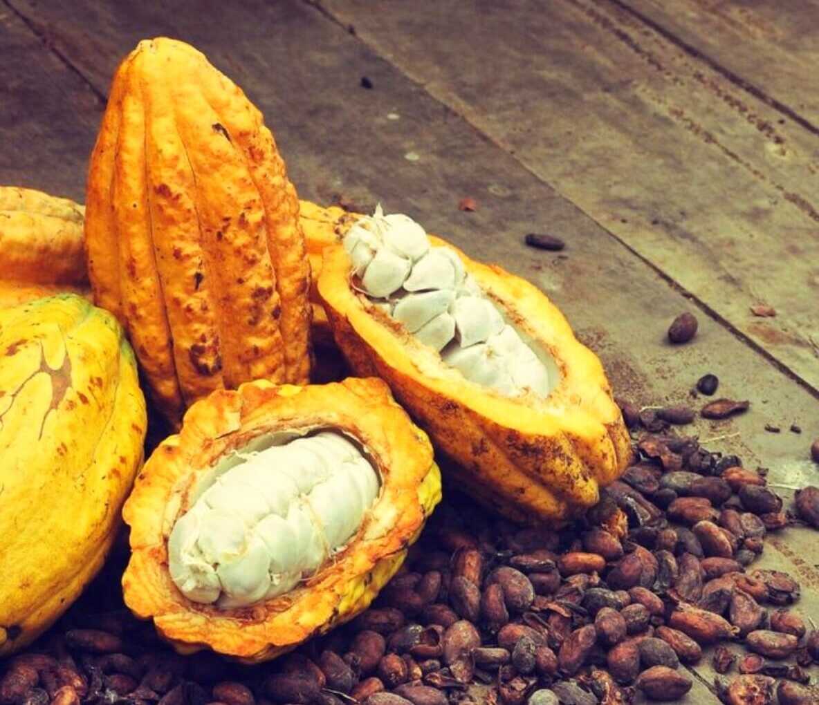 aariafoods cocoa beand to chcoclate process 