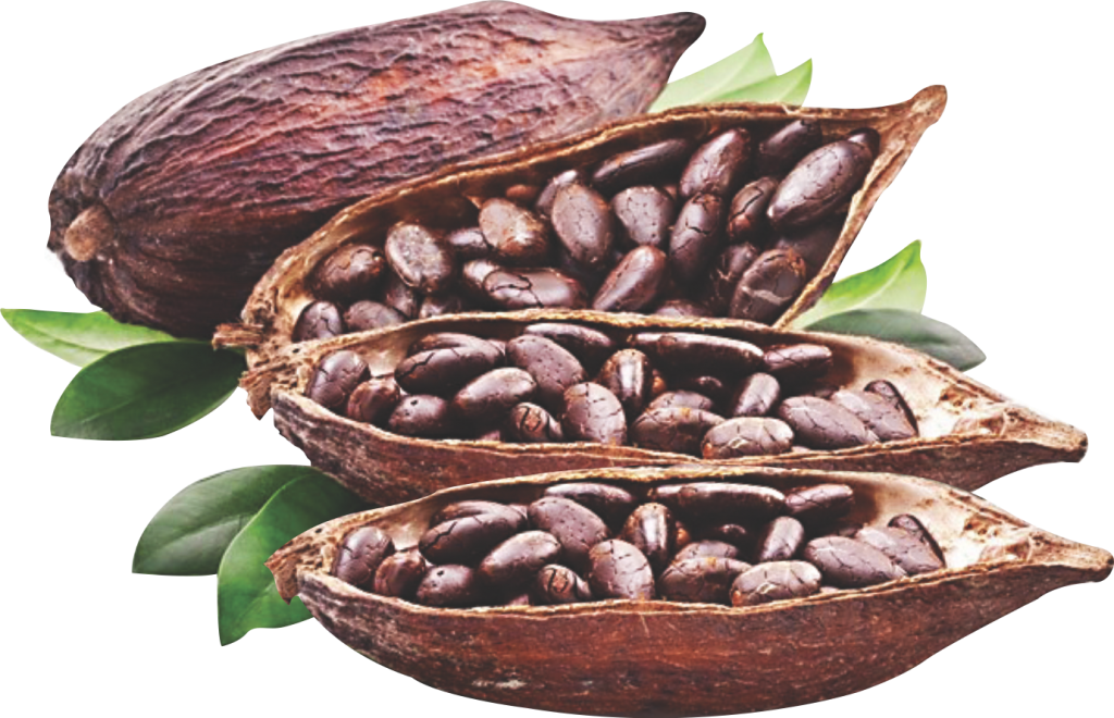 coco beans